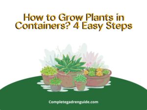 Grow Plants in Containers