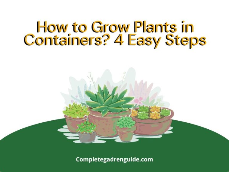 How to Grow Plants in Containers? 4 Easy Steps