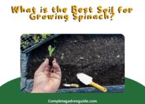Best Soil for Growing Spinach