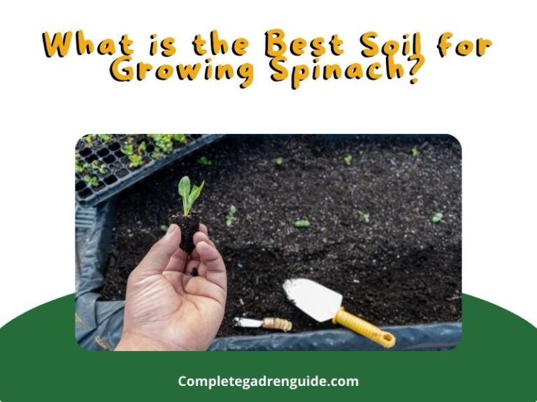 What is the Best Soil for Growing Spinach?
