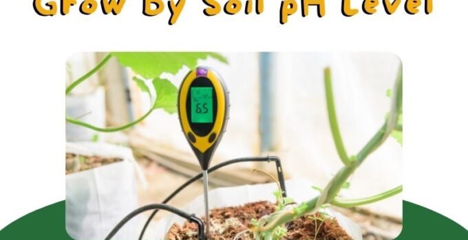 Best Vegetables to Grow By Soil PH Level
