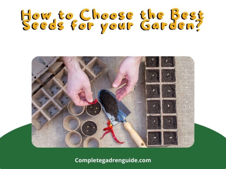 How to Choose the Best Seeds for your Garden?