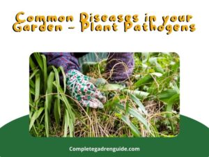 Common Diseases in your Garden