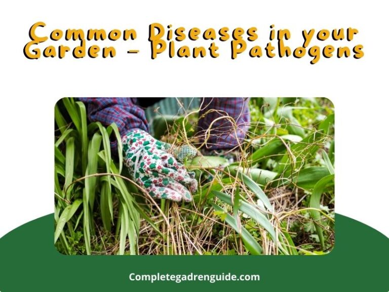 Common Diseases in your Garden – Plant Pathogens
