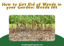 Get Rid of Weeds in your Garden