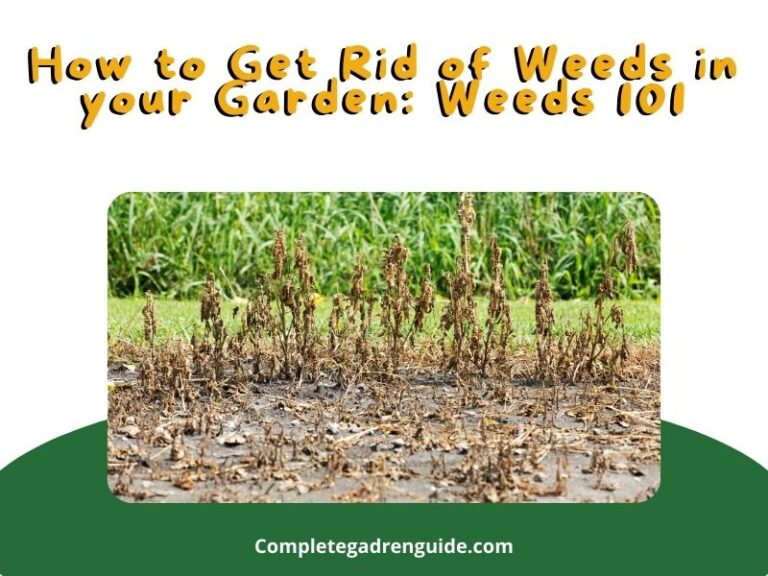 How to Get Rid of Weeds in your Garden: Weeds 101