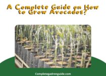 How to Grow Avocados