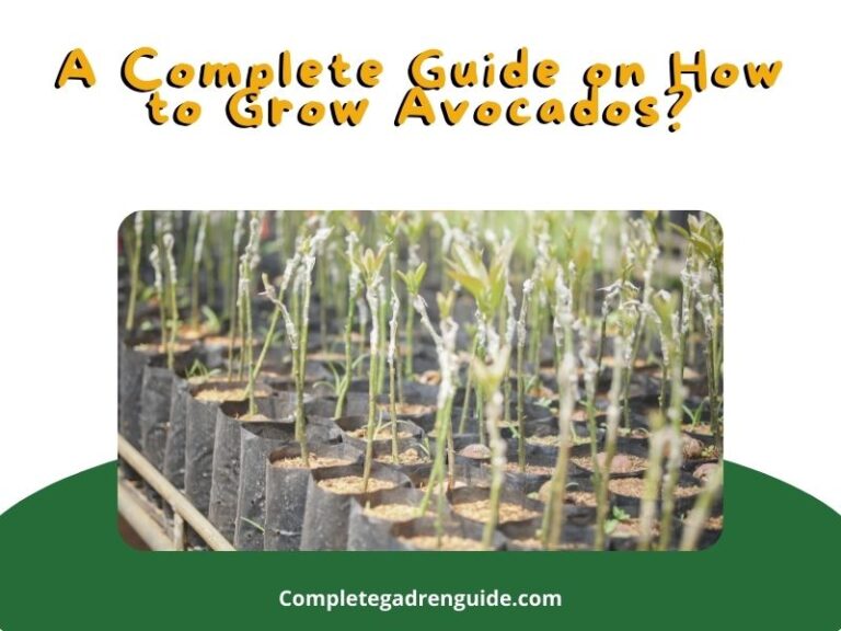 A Comprehensive Guide on How to Grow Avocados?