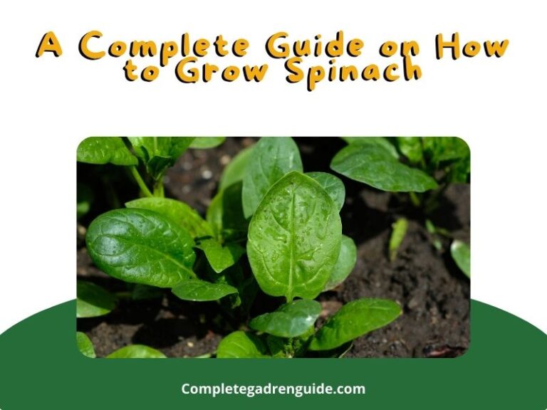 A Comprehensive Guide on How to Grow Spinach