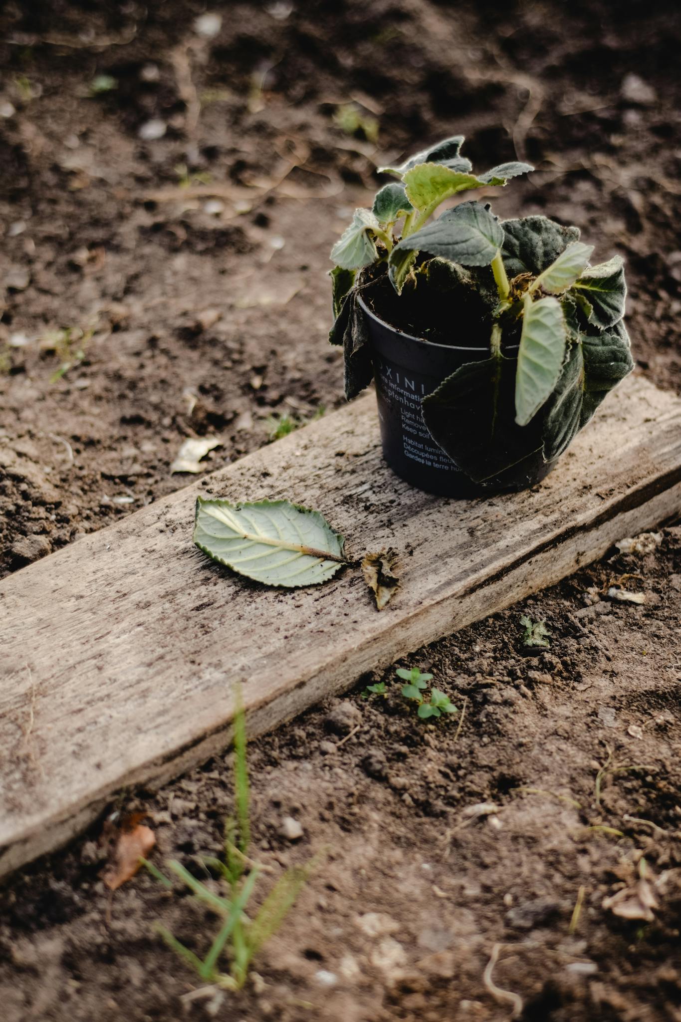 Young plant in a nursery pot on a wooden board